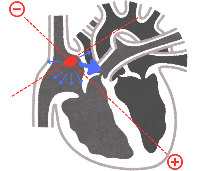 Vector direction in atrial depolarization (formation of P wave)