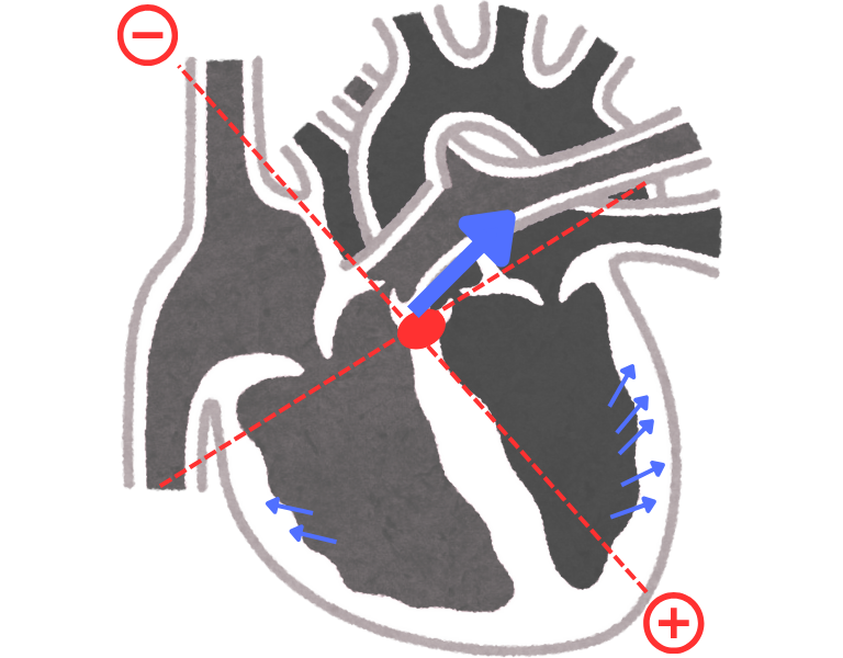 Basal ventricular depolarization and vector direction (formation of S wave)