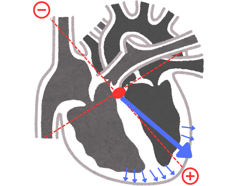 Major ventricular depolarization and mean QRS vector direction (formation of R wave)